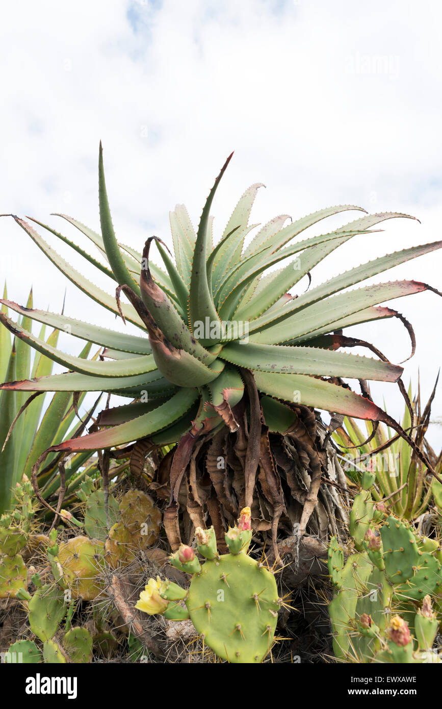Wild Aloe Vera plant and cactus Stock Photo