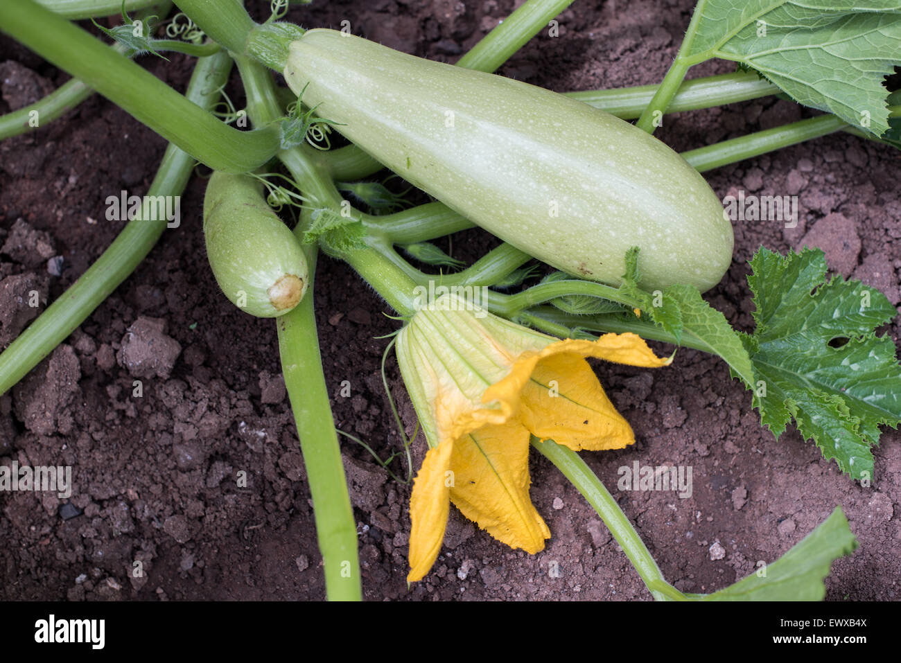 Part of zucchini plant in a vegetable garden Stock Photo Alamy