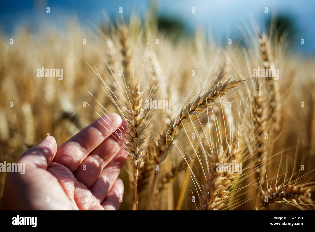Female hand and barley plants on a sunset Stock Photo