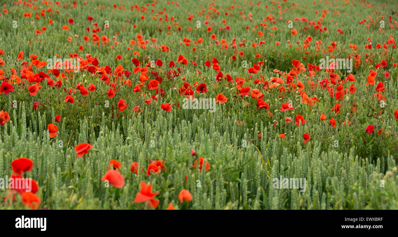 Wheat field uk flower hires stock photography and images Alamy