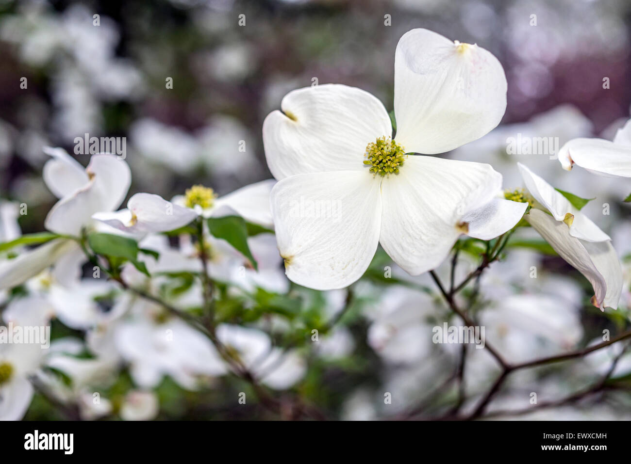 Cornus is a genus of woody plants in the family Cornaceae, commonly known as dogwoods Stock Photo