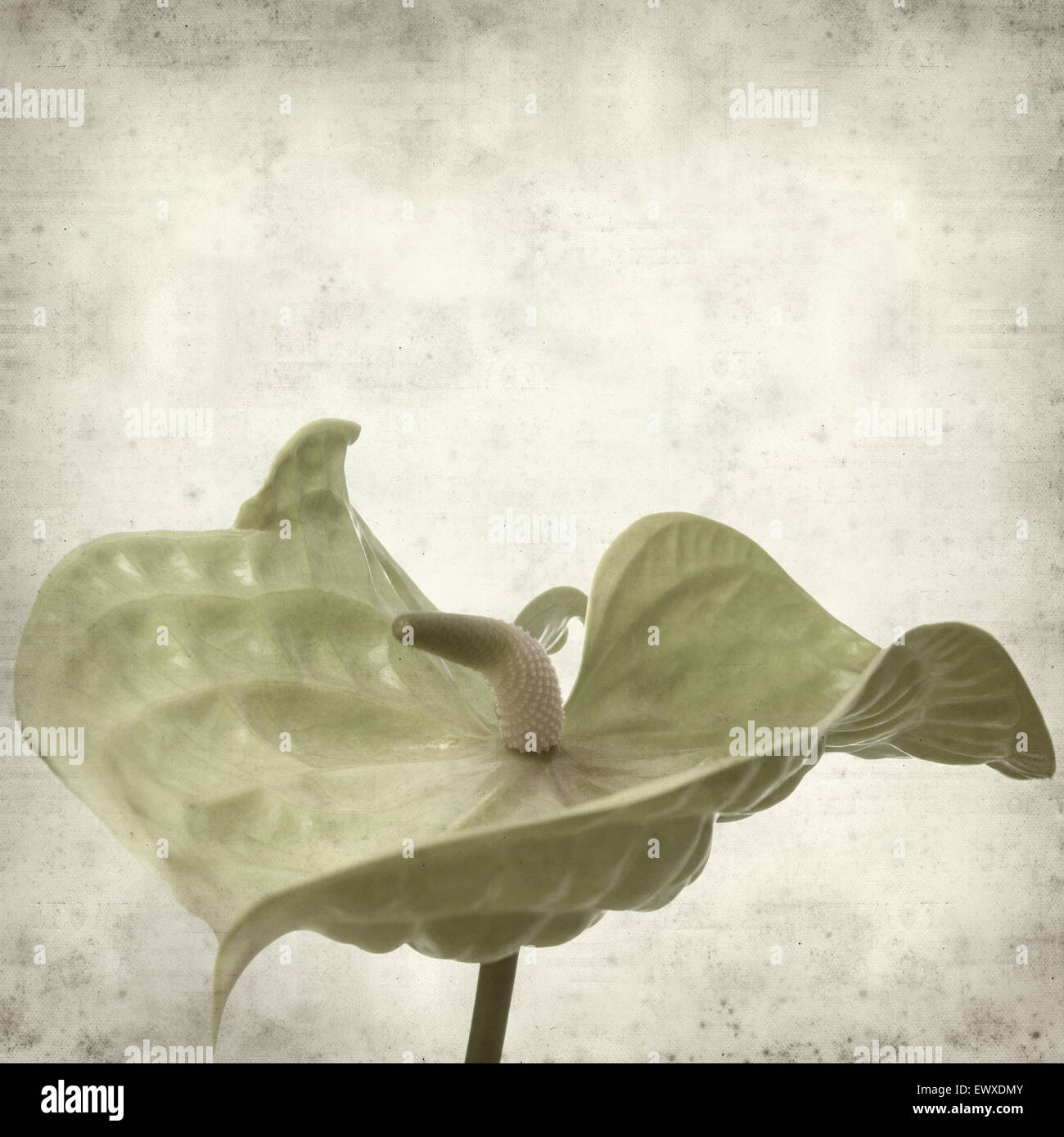 textured old paper background with green Anthurium flower Stock Photo