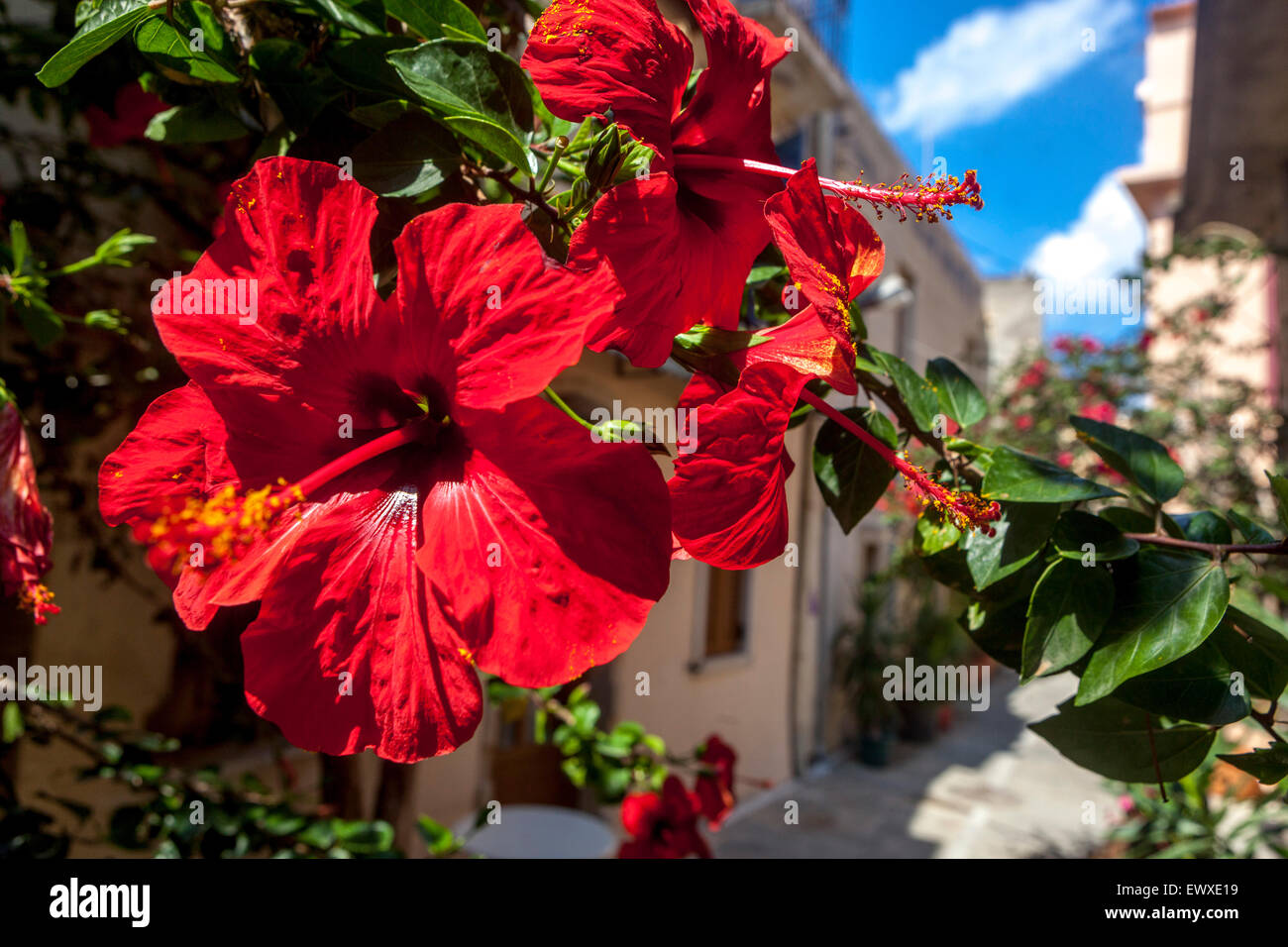 Red rose mallow flower, Rethymno Old Town street, Crete flowers Greece Hibiscus Rosa sinensis Stock Photo