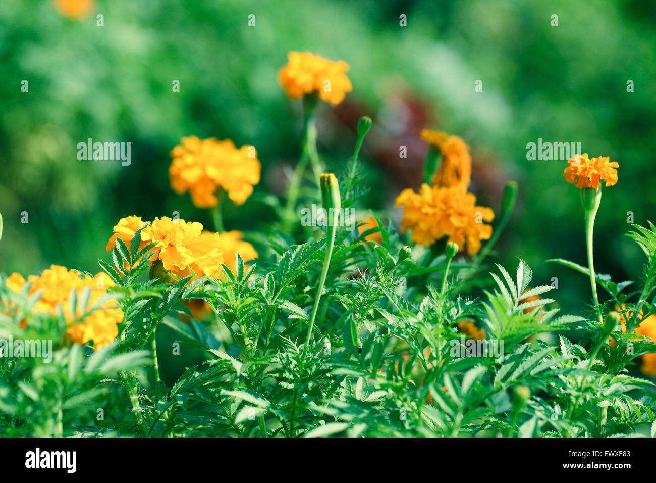 Nigeria's garden flower spaces seen in Abuja near airport road Stock
