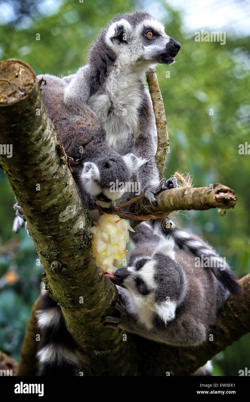 Ring tailed lemurs cool off with a fruit filled ice lolly  at Cotswold Wildlife Park on the hottest July days for nine years Stock Photo