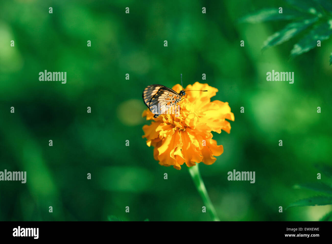 Nigeria's garden flower spaces seen in Abuja near airport road Stock
