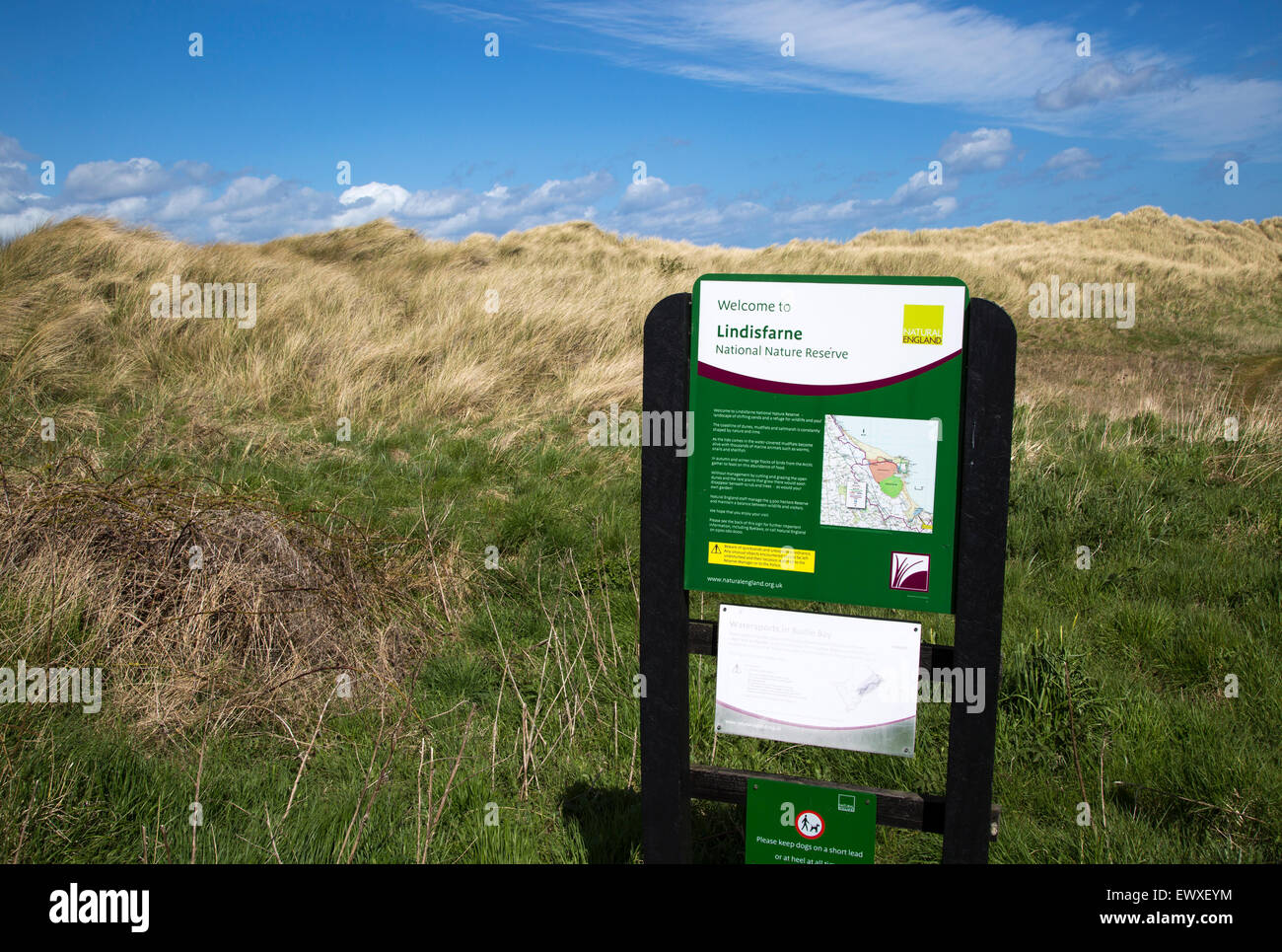 Sand dunes in Lindisfarne national nature reserve, Budle Bay Stock Photo -  Alamy