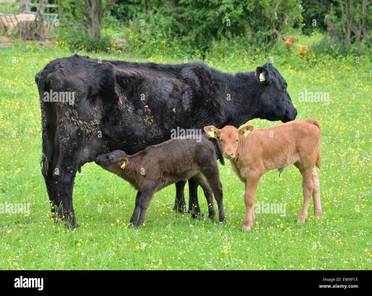 Spring flowers uk, calves hires stock photography and images Alamy