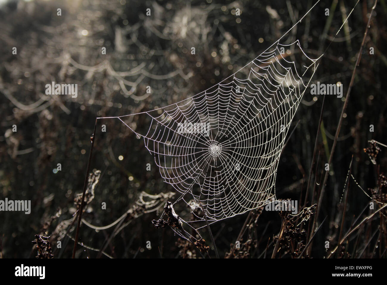 Backlit spiderweb in the morning dew. Diapori shipyard, Kondias village bay. Limnos, Greece. Stock Photo