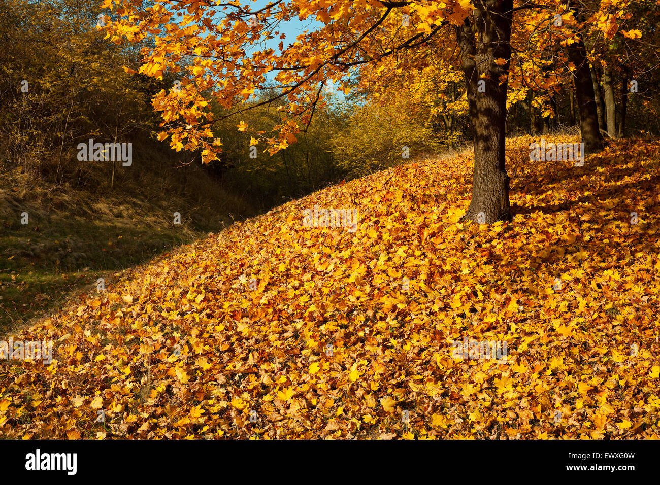 Autumn forest yellow maple leaf background Stock Photo - Alamy
