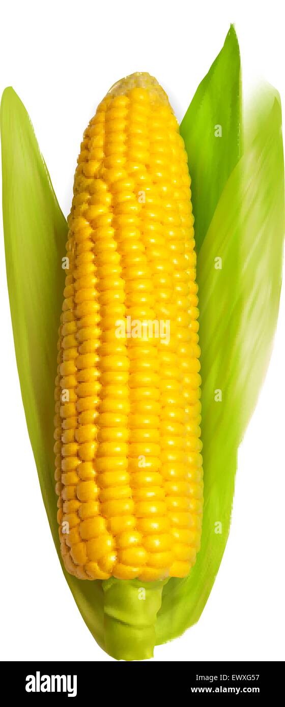 Corn ear isolated on white Stock Vector Image & Art Alamy