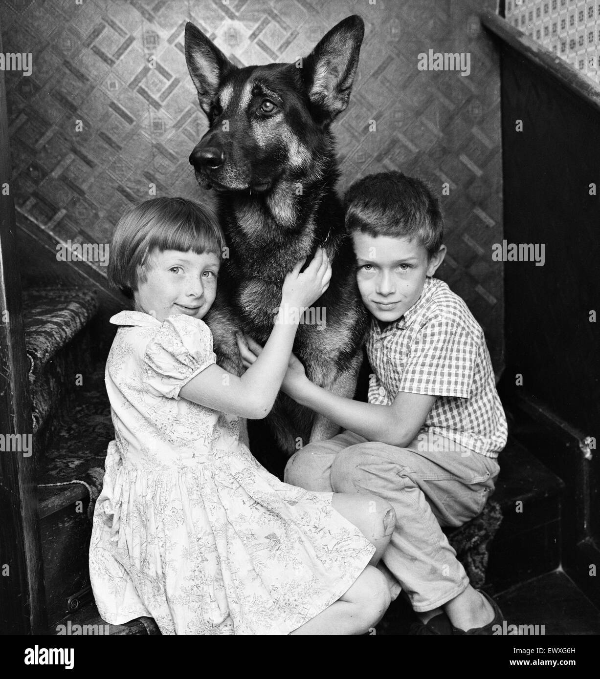Fee £75 per image up to 1/4 page - £95  for 1/2 page  Schuten, the brave Alsatian dog who spotted a fire and raised the alarm ... and saved the lives of a family. With him areLeslie Chandler 8 and sister Christine 7, two of the people he saved. He spotted Stock Photo