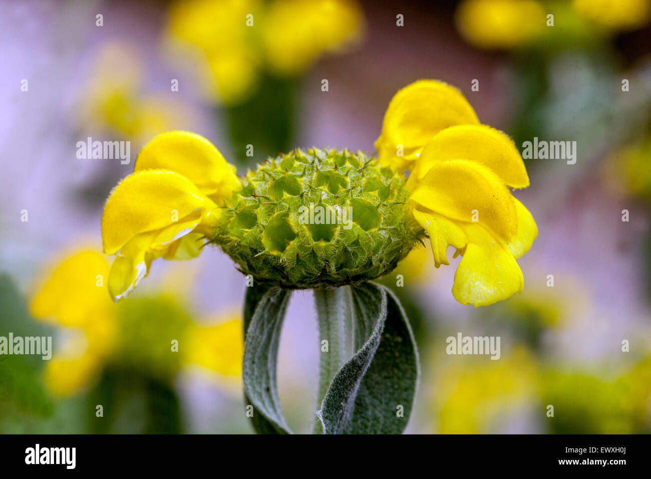 Phlomis russeliana Jerusalem Sage flower Stock Photo Alamy