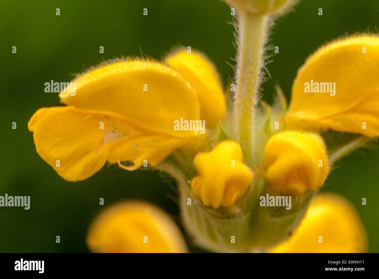 Phlomis lychnitis, Close up Jerusalem Sage, yellow blooming Stock Photo