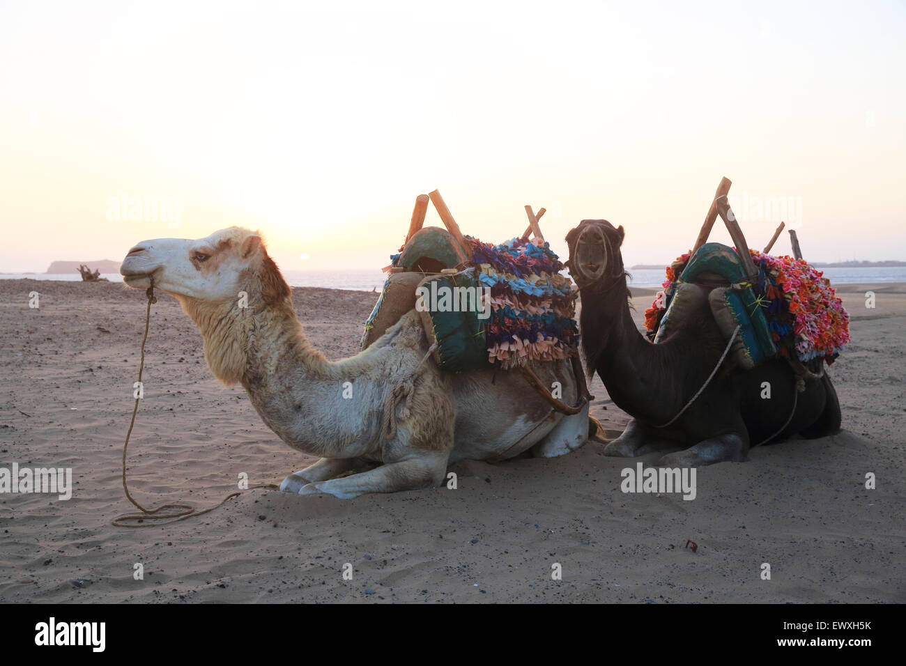Ridden camels hi-res stock photography and images - Alamy