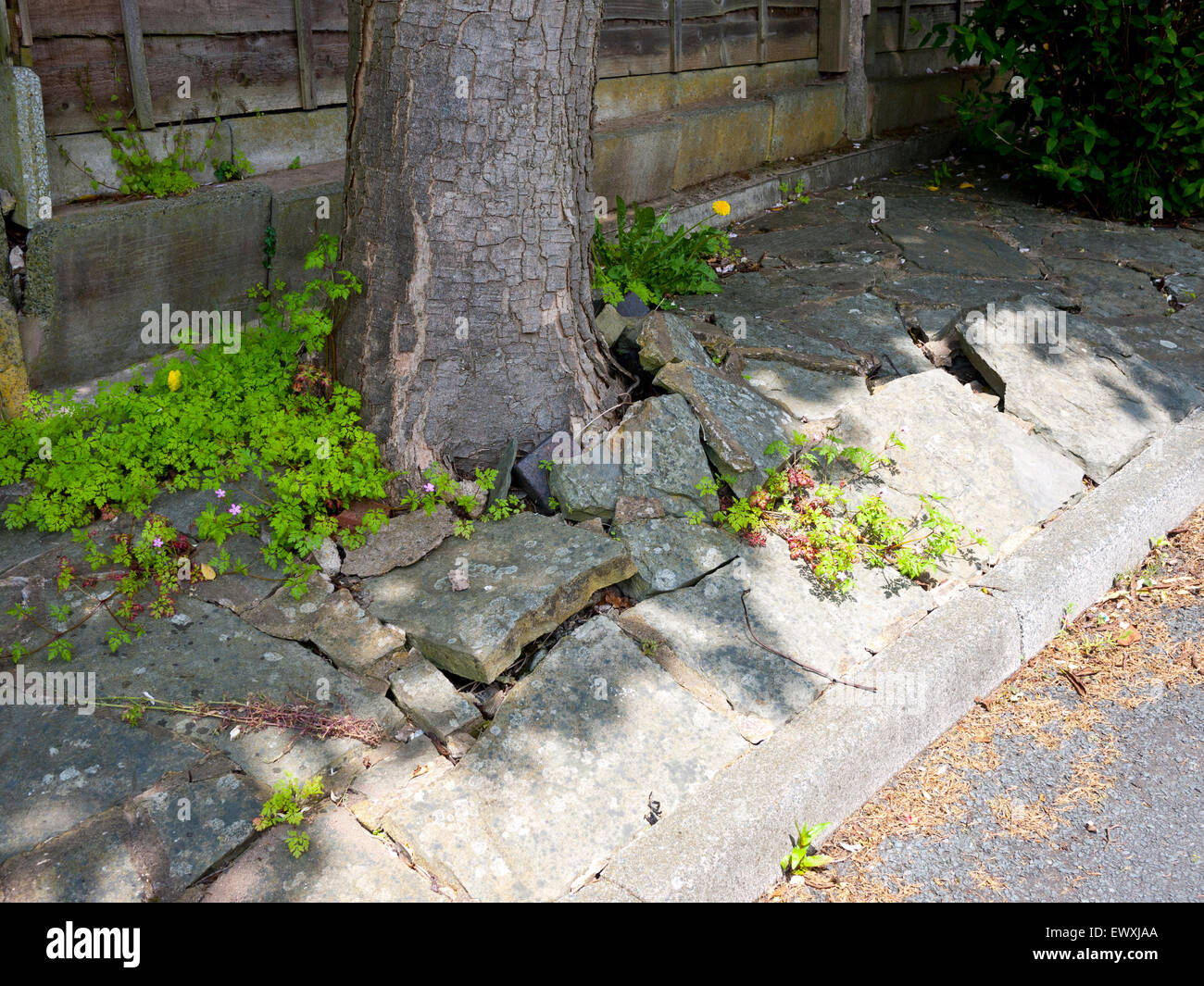 Tree roots cracking paving, England, UK Stock Photo Alamy