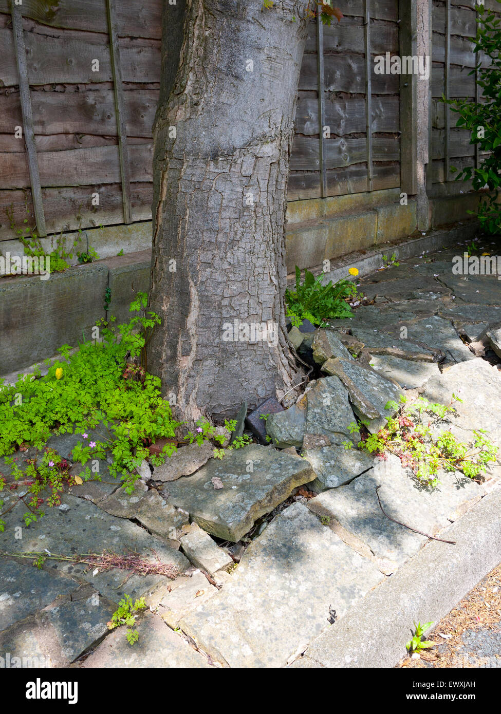 Tree roots cracking paving, England, UK Stock Photo Alamy