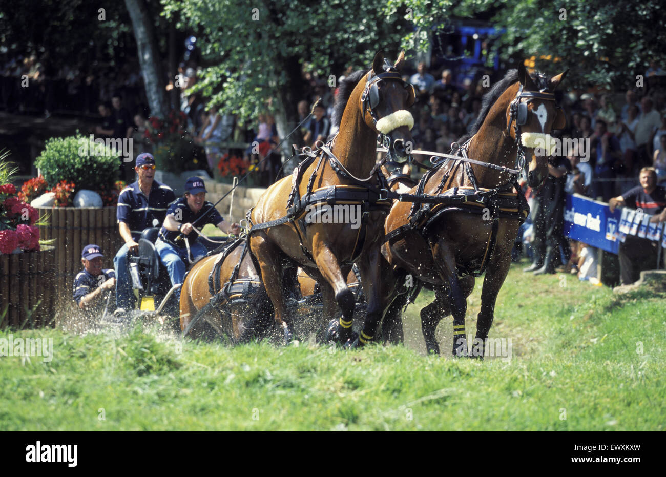 DEU, Germany, Aachen, CHIO Aachen, cross-country race with four-horse-coaches at the Aachen forrest.  DEU, Deutschland, Aachen,  Stock Photo