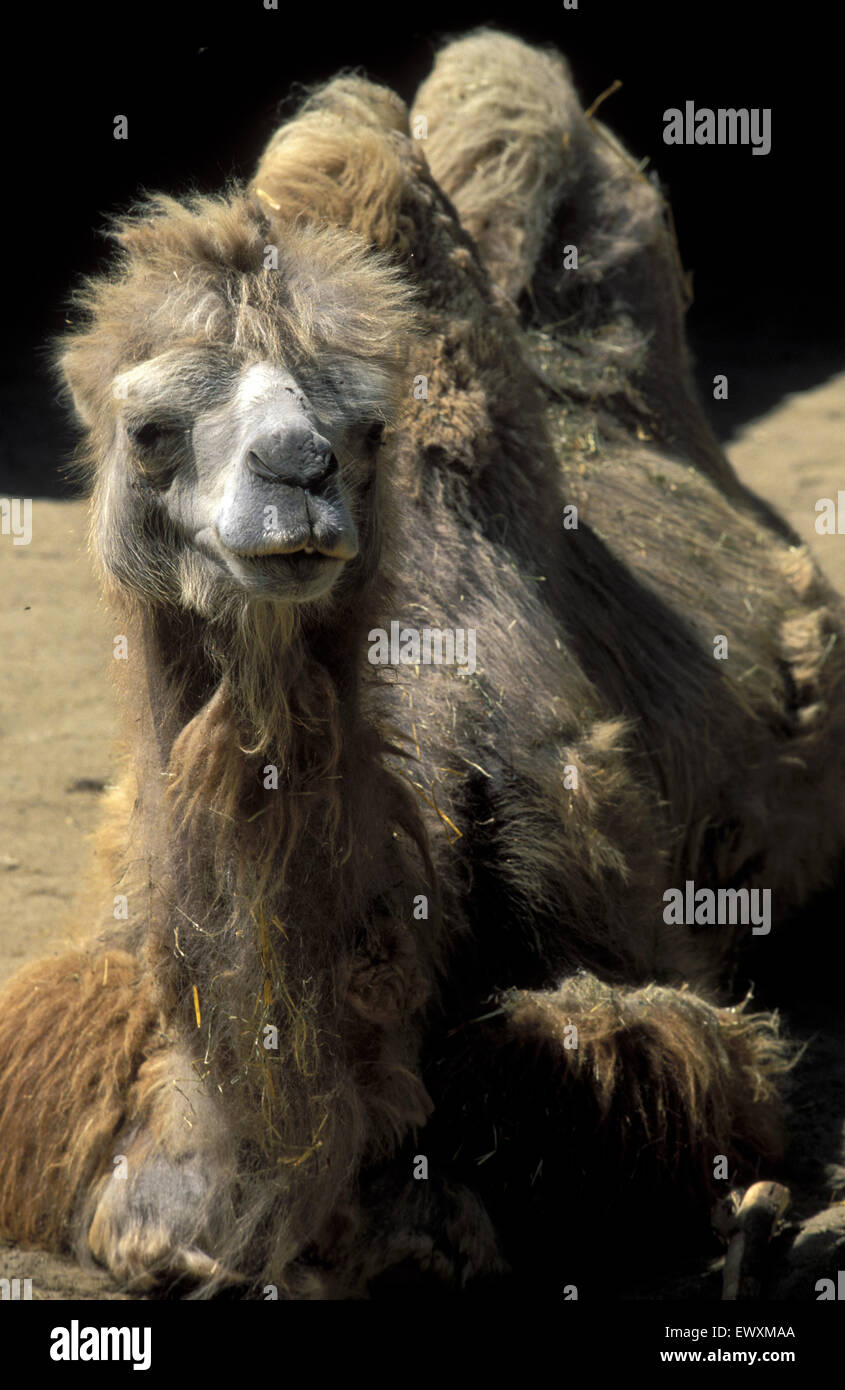 Deu Germany Aachen Camel At The Zoo Deu Deutschland Aachen