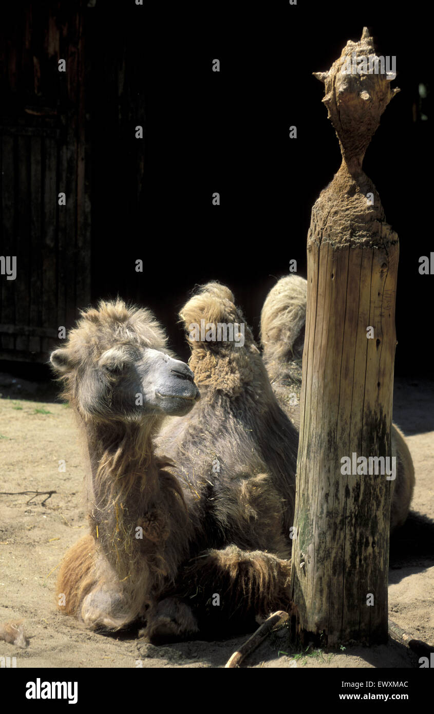 Deu Germany Aachen Camel At The Zoo Deu Deutschland Aachen