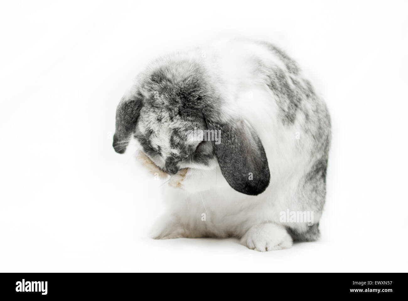 Grey and white lop eared rabbit cleaning itself Stock Photo