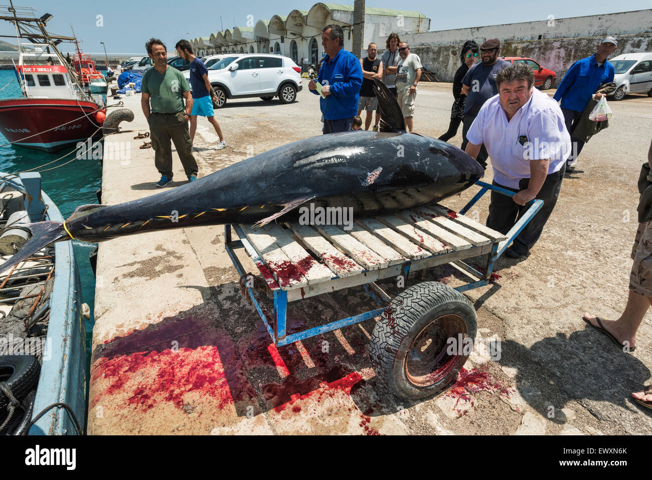 320 kg Tuna Fish. Tarifa fishing port. Cadiz, Andalusia, Spain. Stock Photo