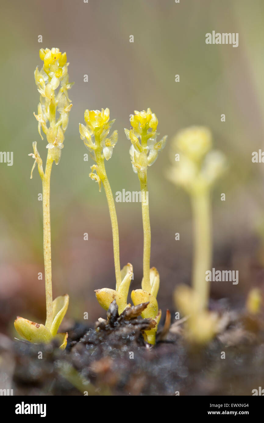 Bog Orchids,Hammarbya paludosa,Great Britain Stock Photo