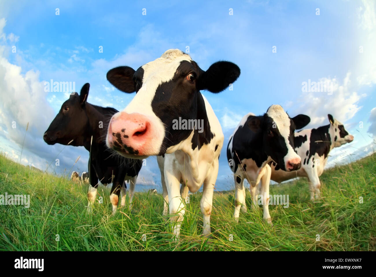 cows close up on pasture over blue sky Stock Photo - Alamy