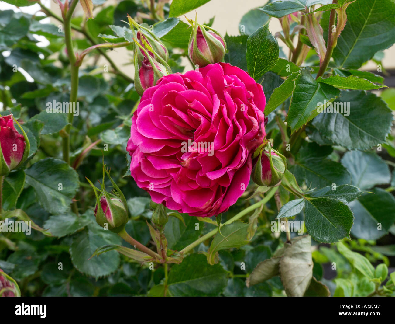 Rose 'Starlight Express' deep pink flower Stock Photo