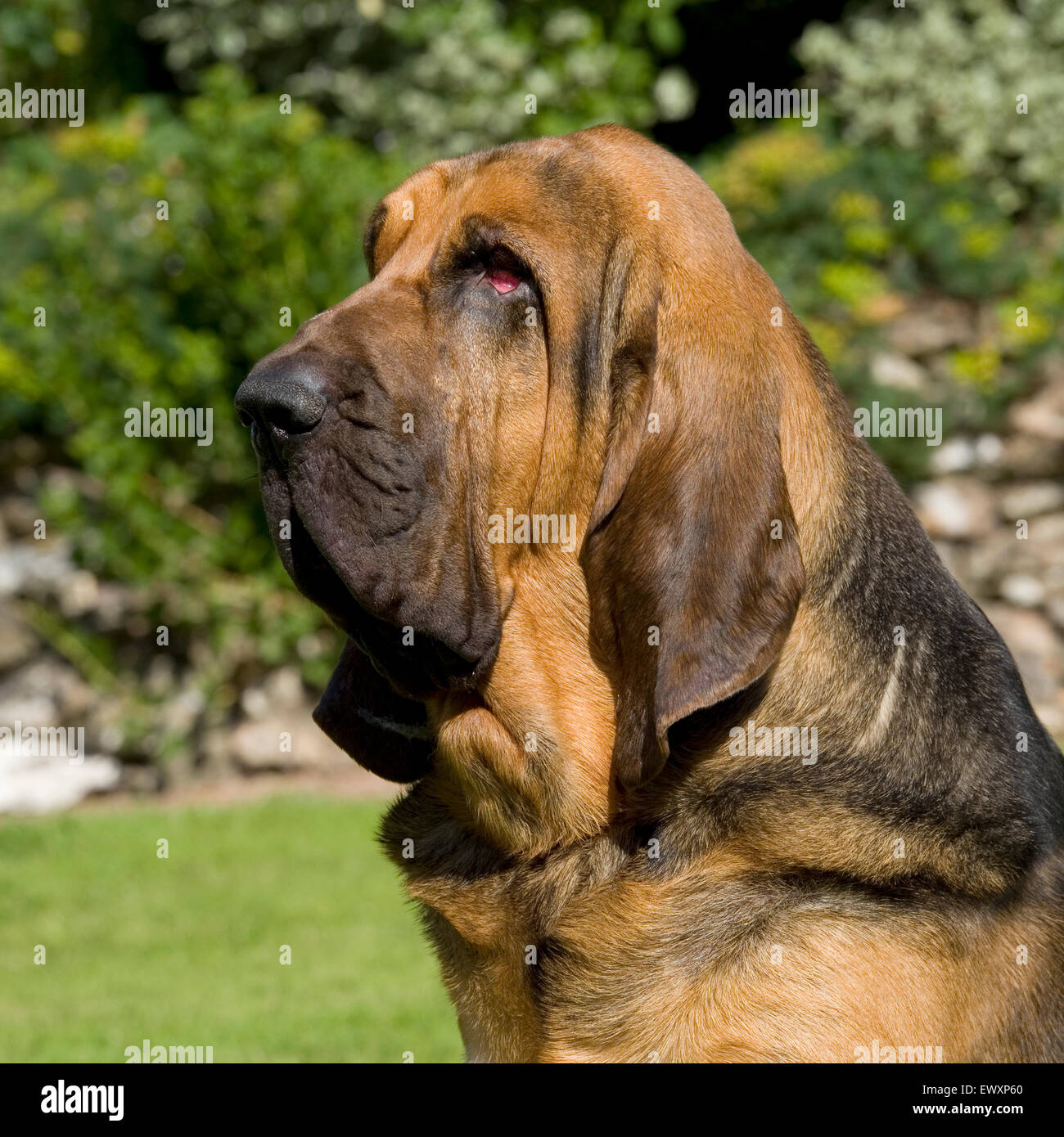 bloodhound Stock Photo - Alamy