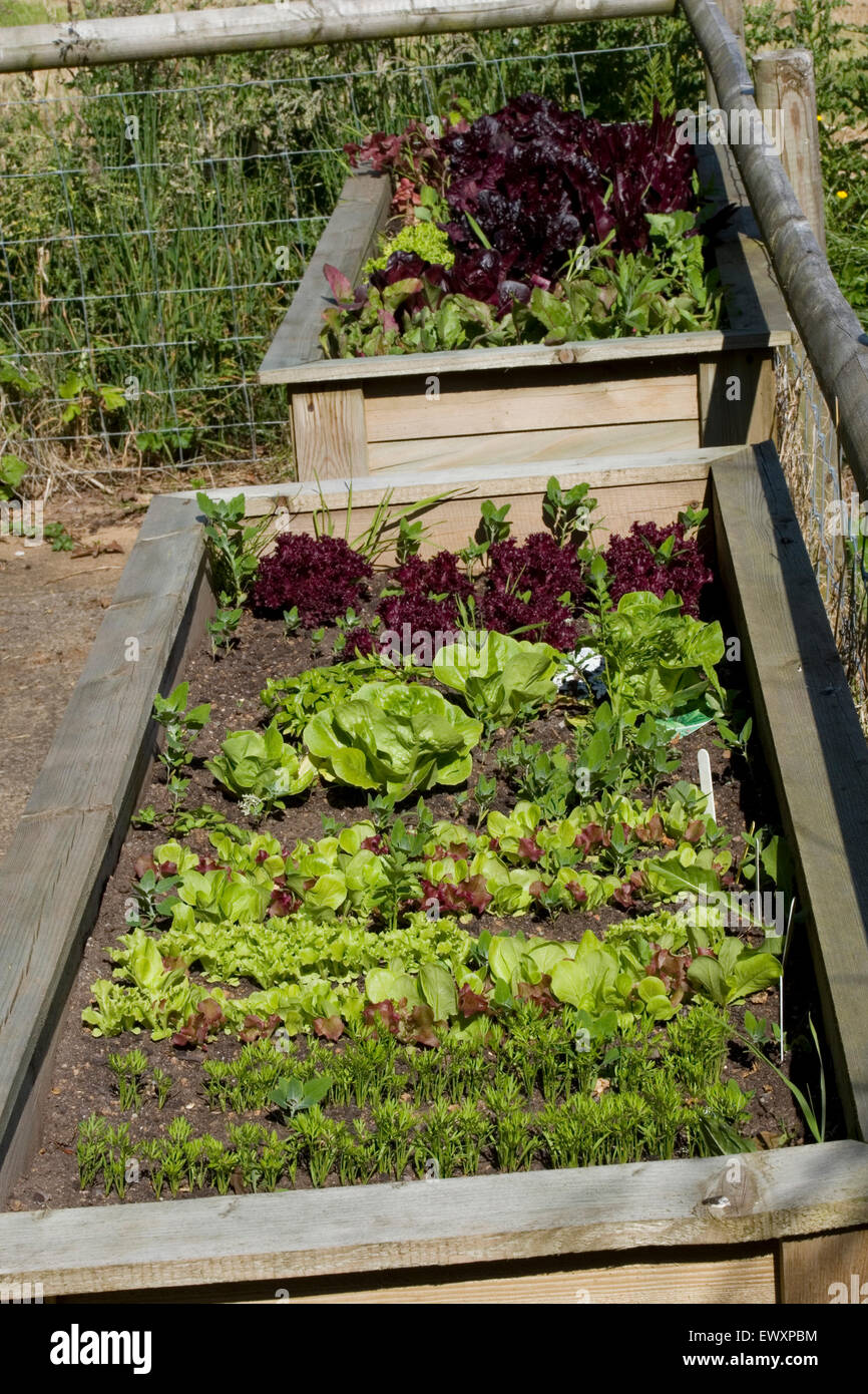 raised vegetable bed Stock Photo