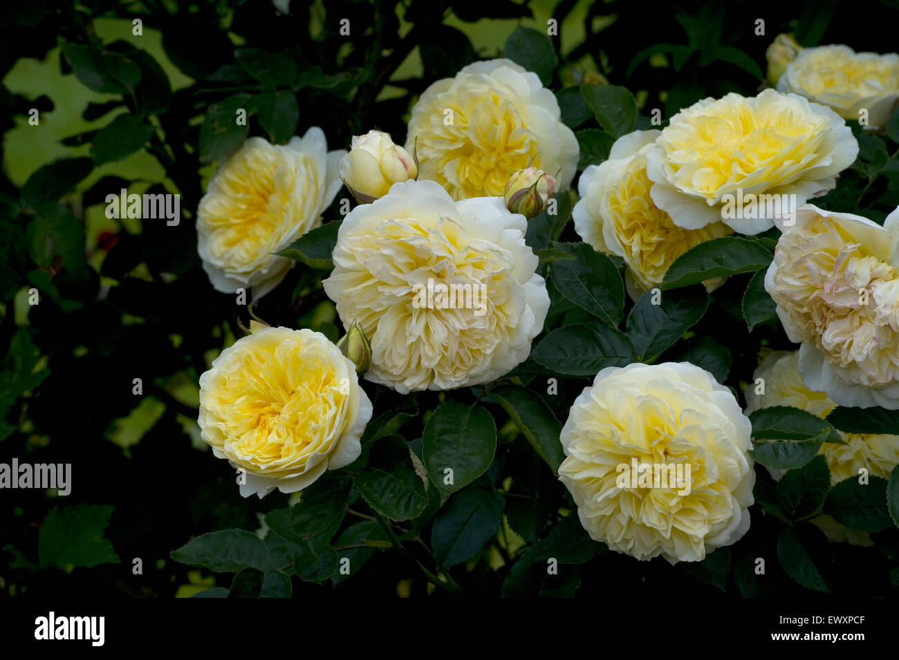 david austin yellow roses Stock Photo