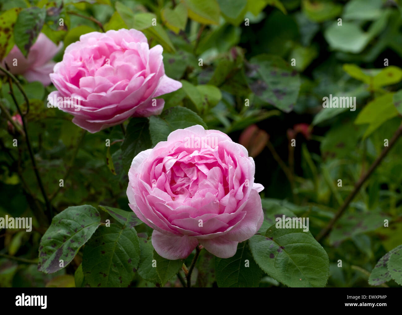 pink roses Stock Photo