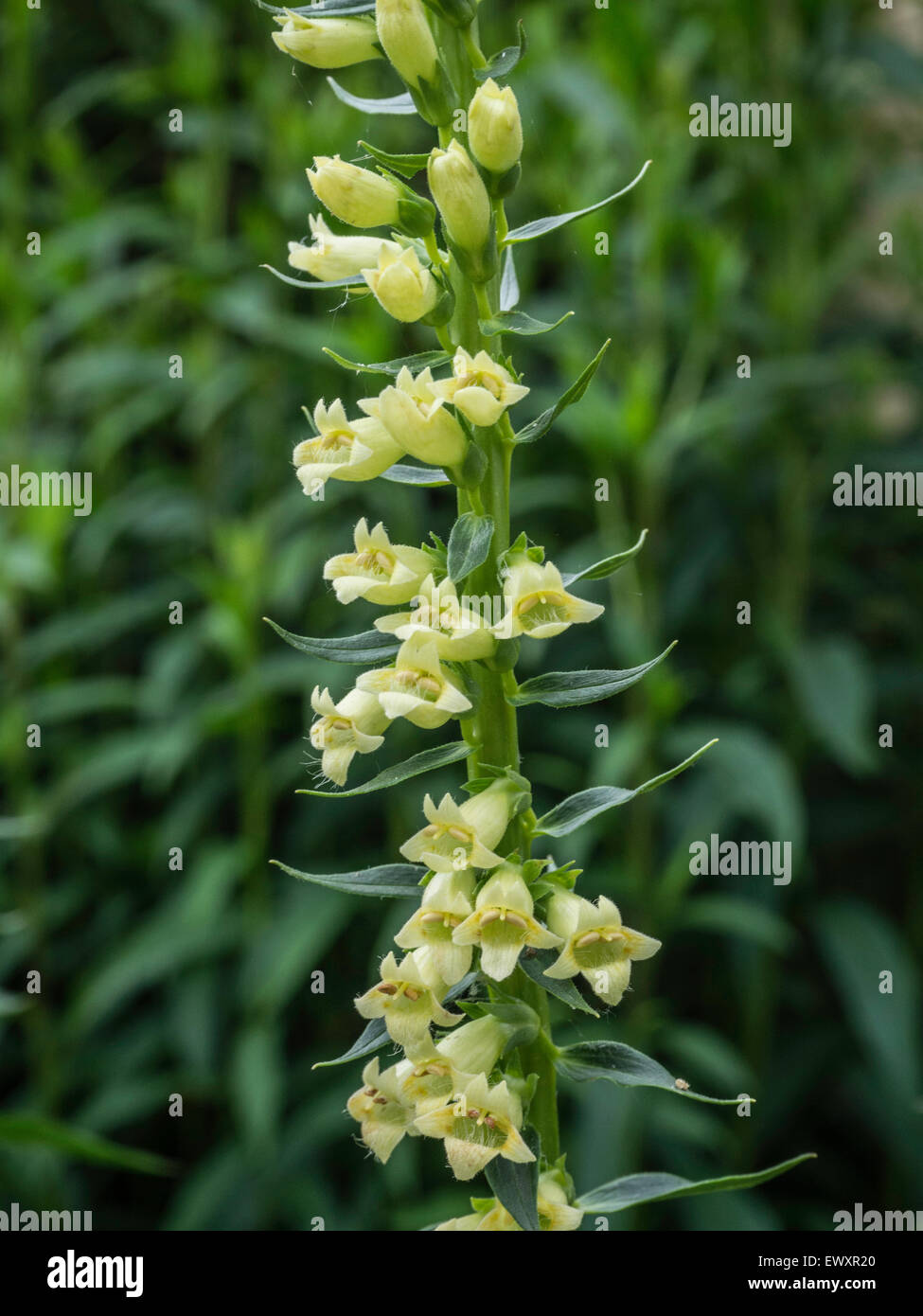 Digitalis ciliata flower spike Stock Photo