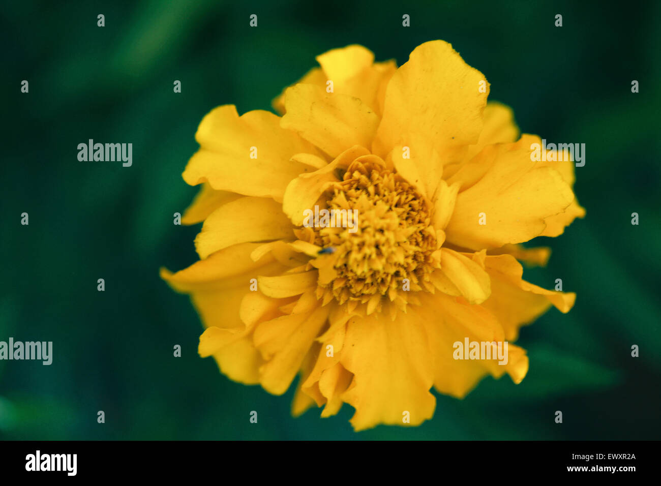 Nigeria's garden flower spaces seen in Abuja near airport road Stock