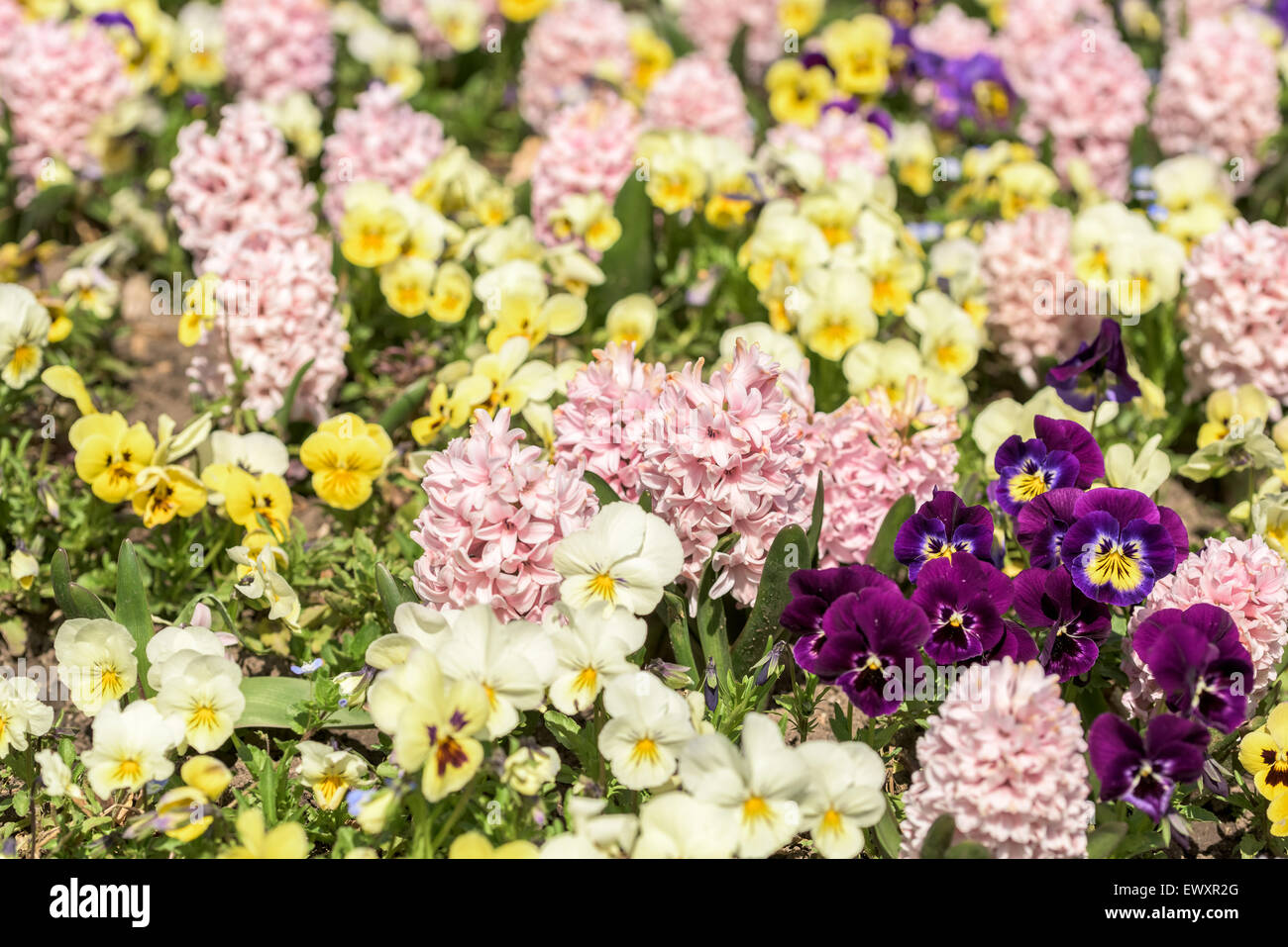 Common Hyacinth Flowers Garden In Spring Stock Photo - Alamy