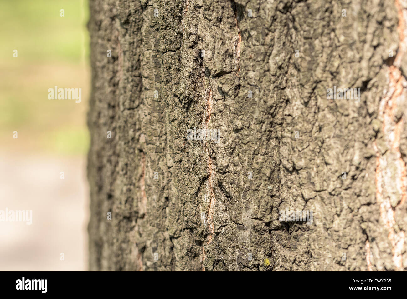 Tree Bark Background Texture Close Up Stock Photo