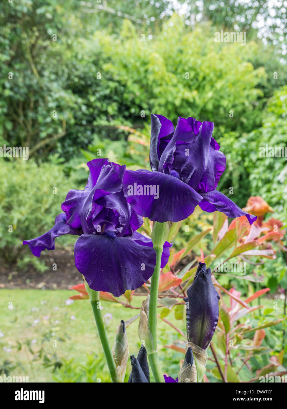 Matinata hires stock photography and images