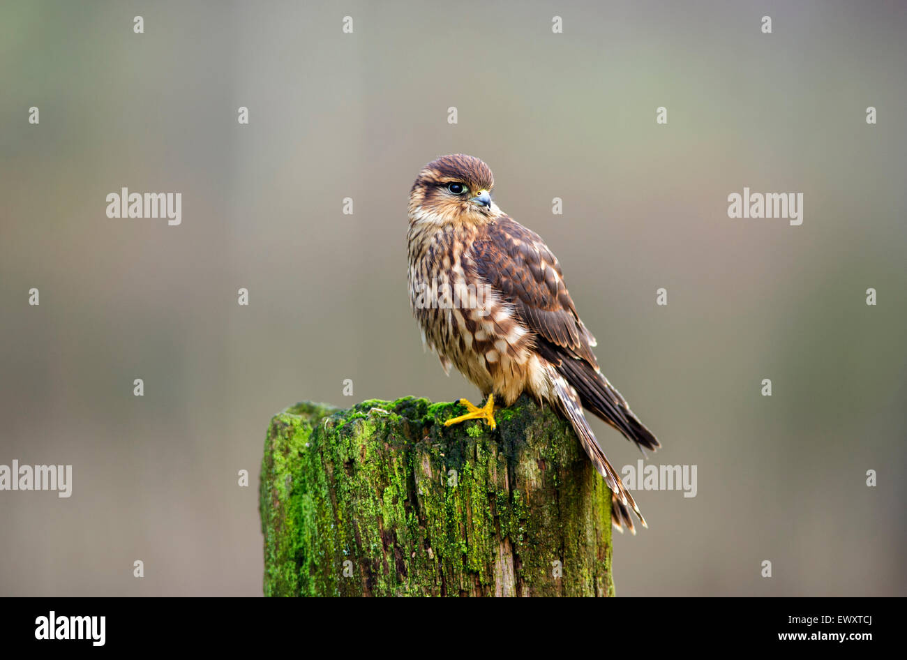 Merlin - Falco columbarius Stock Photo