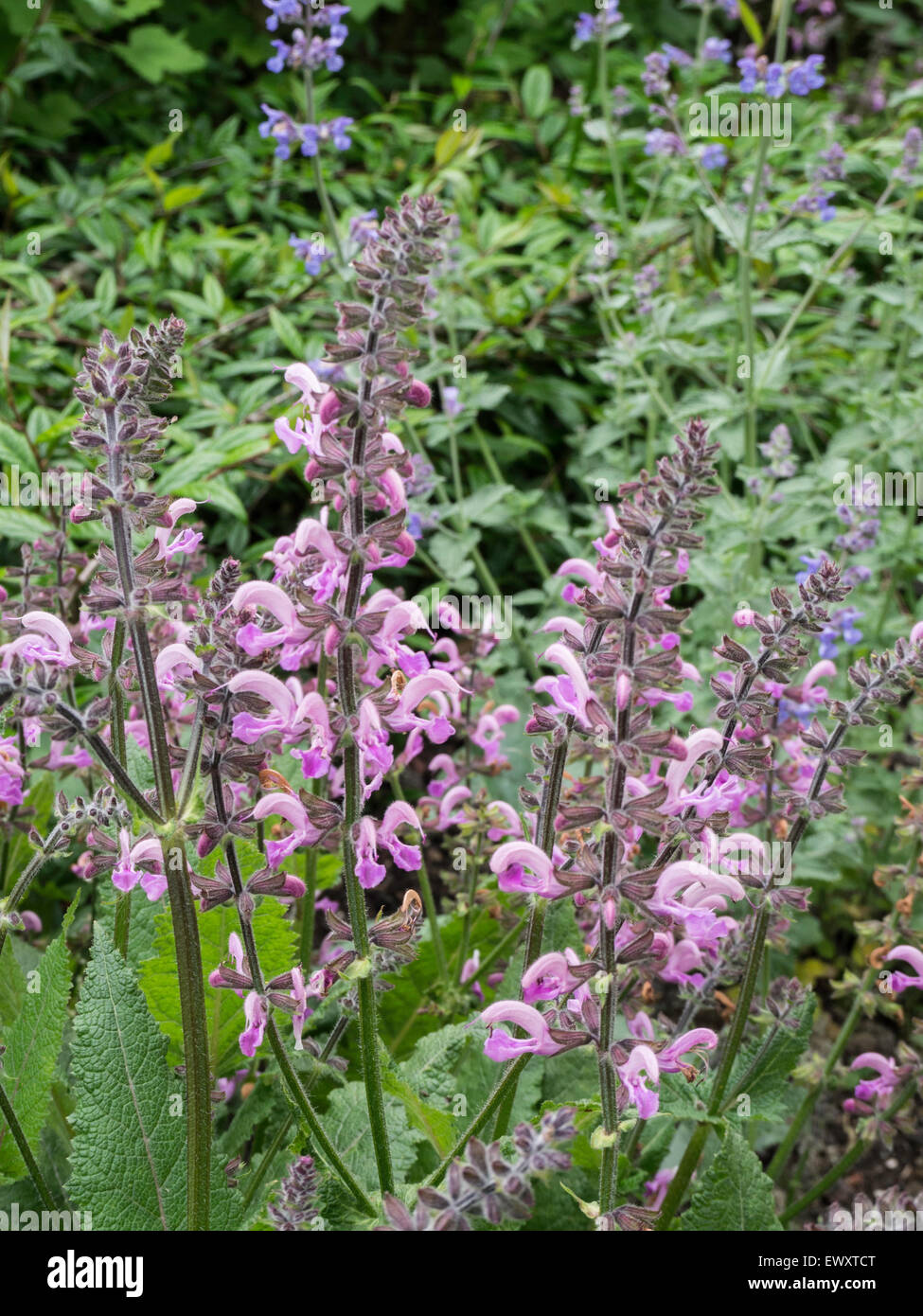 Salvia pratensis 'Pink Delight' Stock Photo