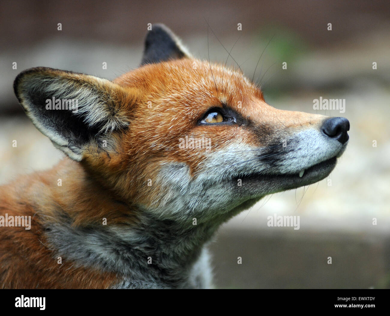 An urban fox relaxes on a lawn at Portchester, Hants. Stock Photo
