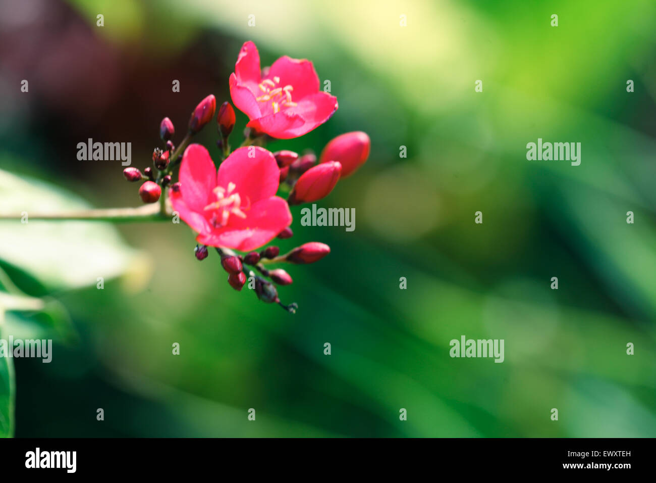 Nigeria's garden flower spaces seen in Abuja near airport road Stock