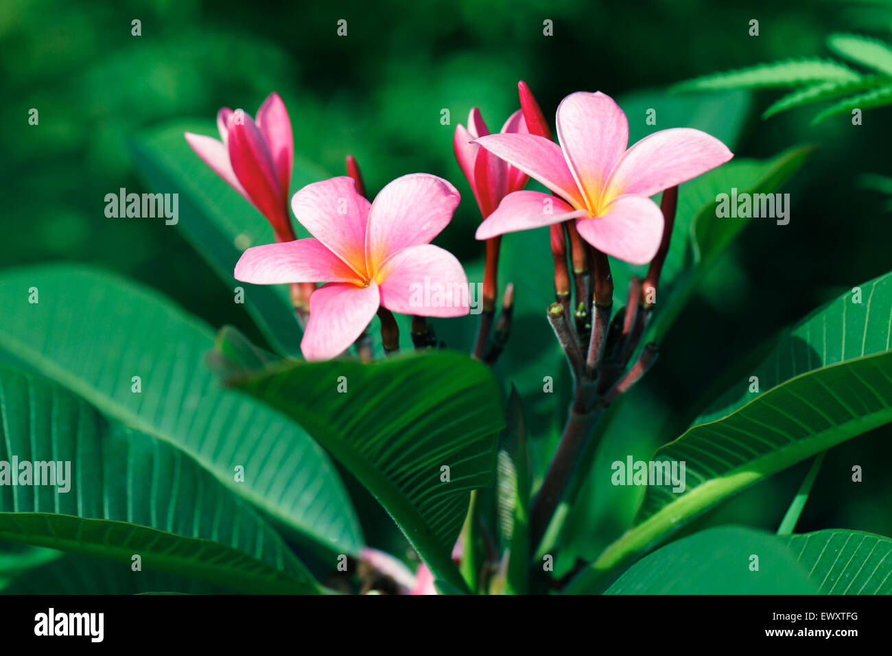Nigeria's garden flower spaces seen in Abuja near airport road Stock
