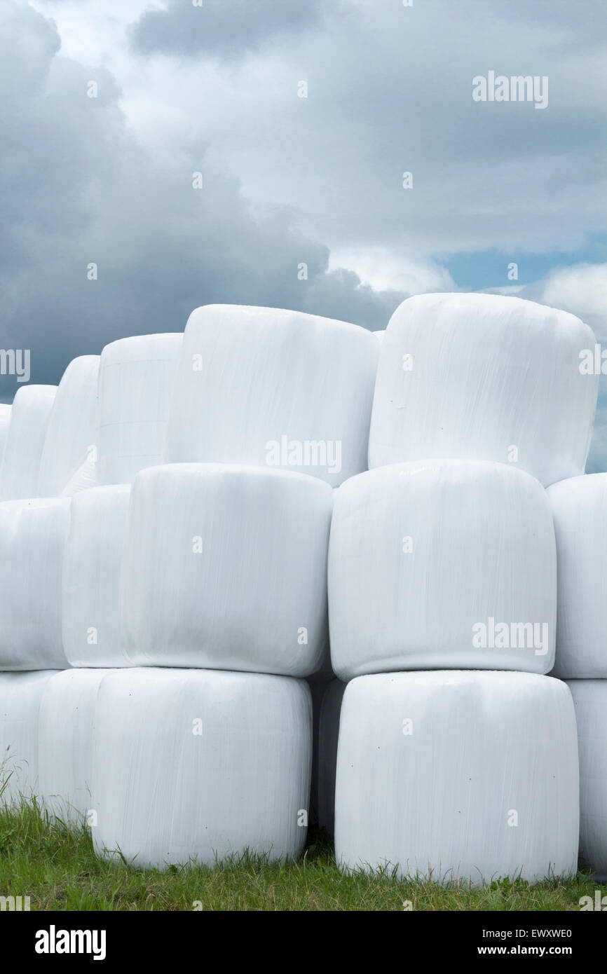 Round hay bales wrapped in plastic wrap stacked in a field on a cloudy stormy day Stock Photo