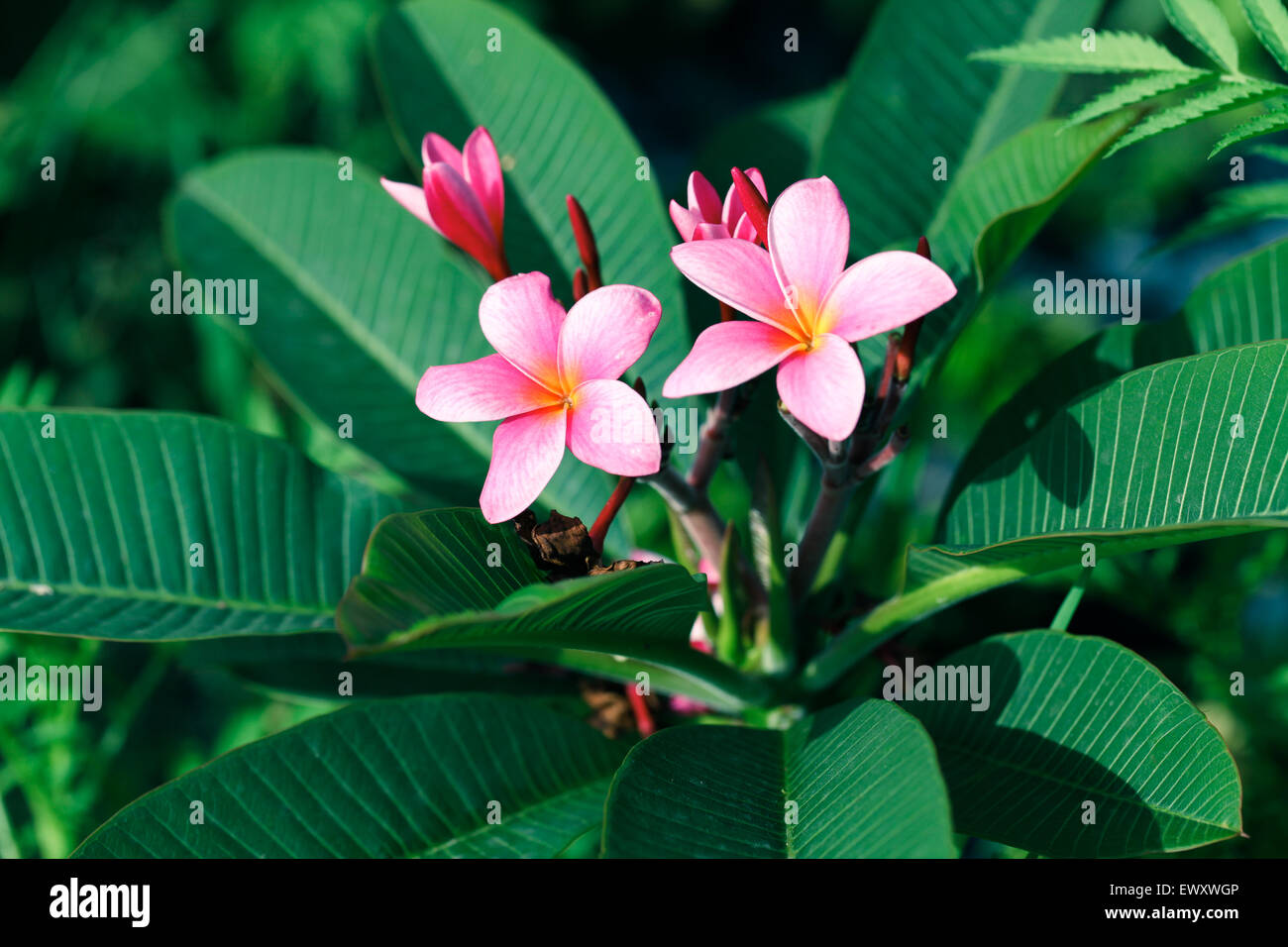Nigeria's garden flower spaces seen in Abuja near airport road Stock
