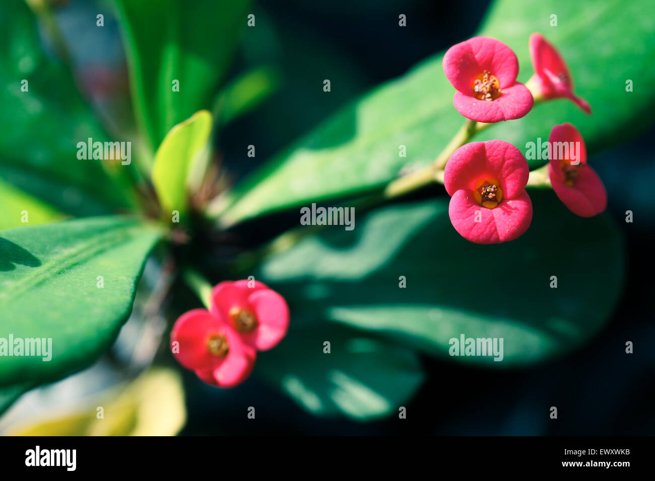 Nigeria's garden flower spaces seen in Abuja near airport road Stock