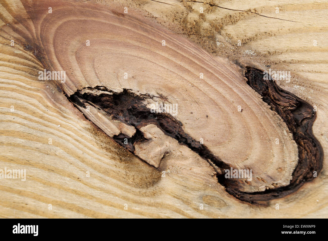 Knot in a construction grade Pine board. Stock Photo