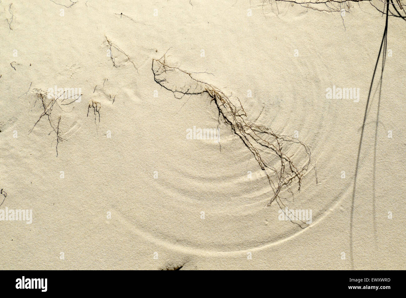 Circles etched in the sand by windblown ground cover on the beach of the Gulf of Mexico near Gulf Shores, Alabama. Stock Photo