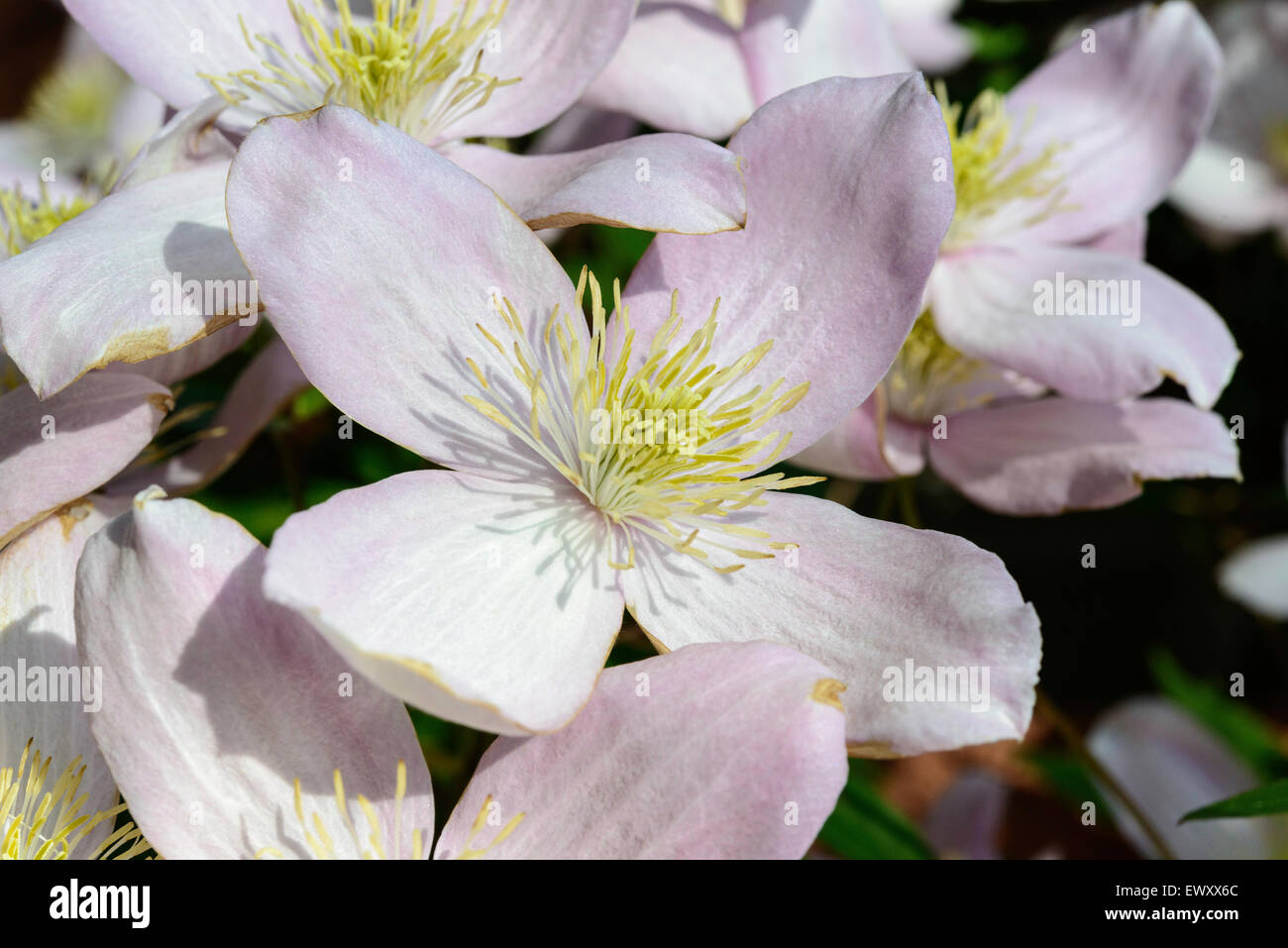 Clematis montana in full bloom in domestic garden in early summer. Gloucestershire England UK Stock Photo