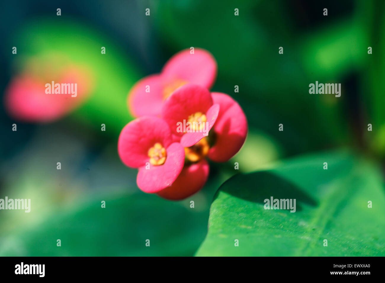 Nigeria's garden flower spaces seen in Abuja near airport road Stock